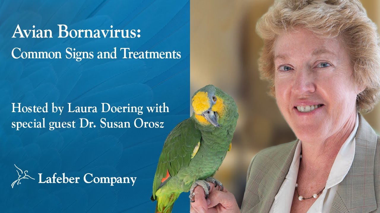 Avian Bornavirus: Common Signs & Treatments