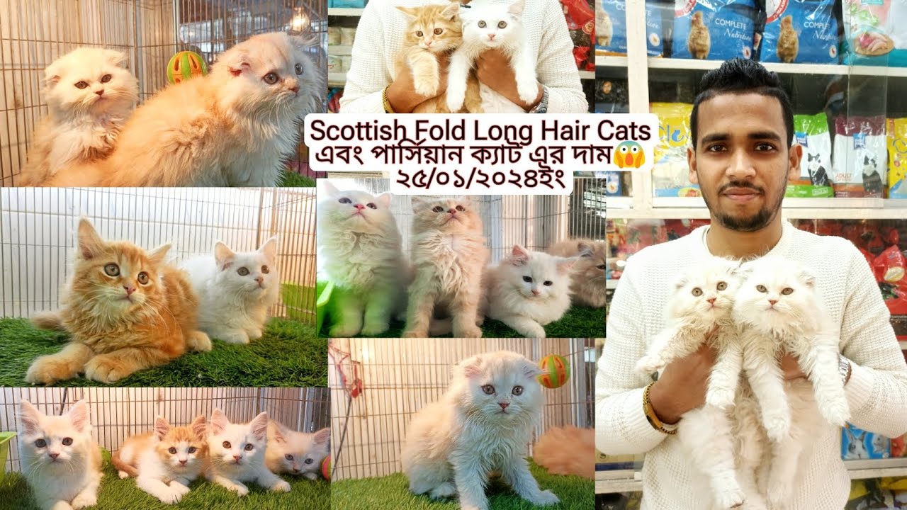 Scottish Fold Cats | এবং পার্সিয়ান  ক্যাট কিনুন সবচেয়ে কম দামে😱