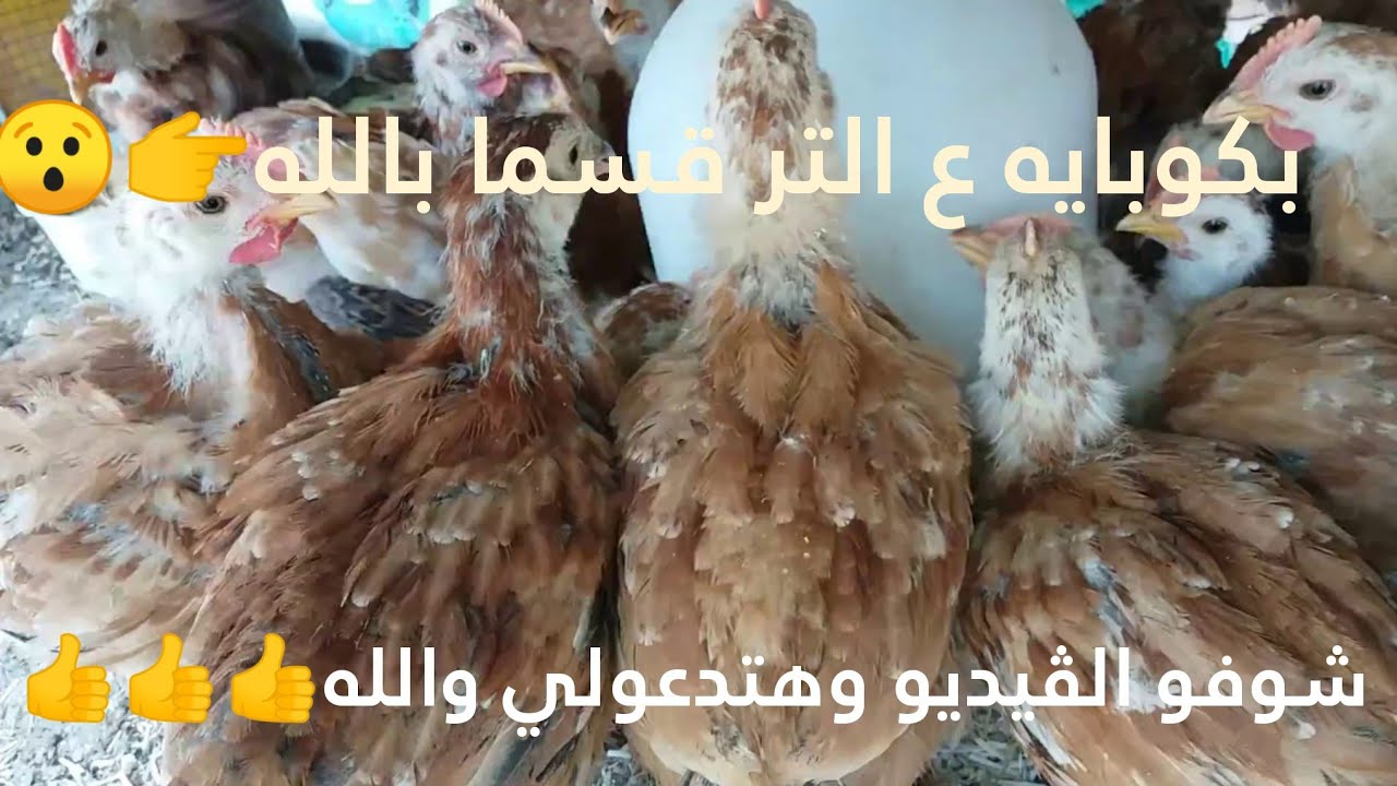 علاج البرد والخنفرة 😯عند الفراخ البيضه والفراخ الساسو بكوبايه ع التر😯☝️😯☝️😯😯☝️☝️😯☝️