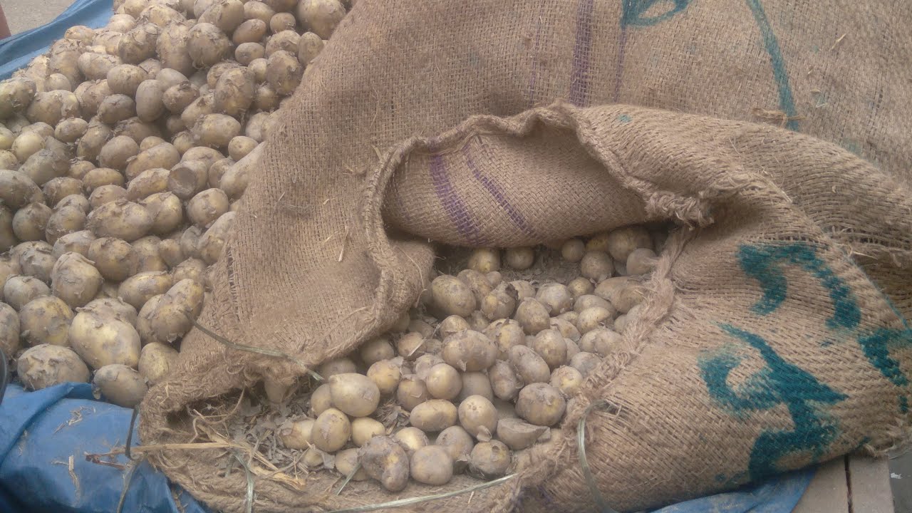 নতুন আলু। 5 কেজি 100