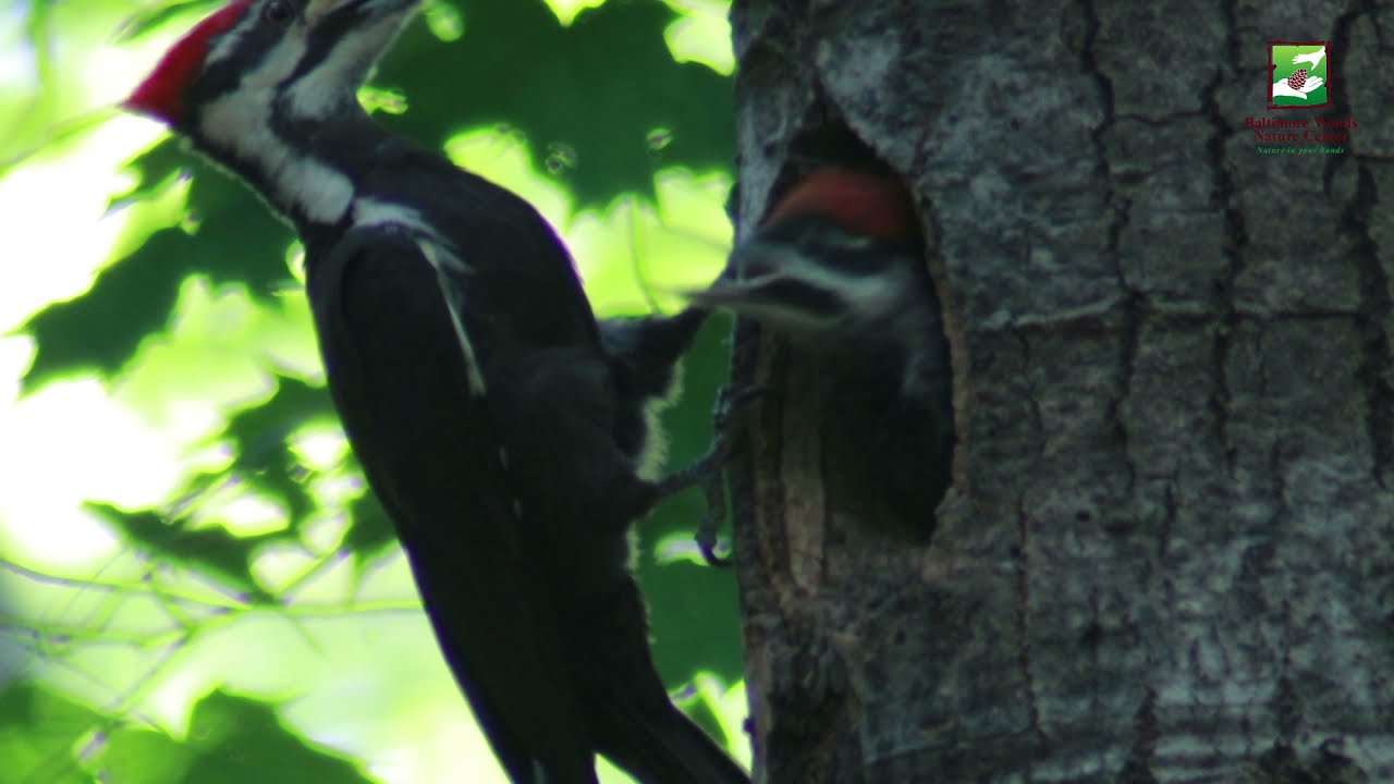 Naturalist Check-in: Field to Forest Trail