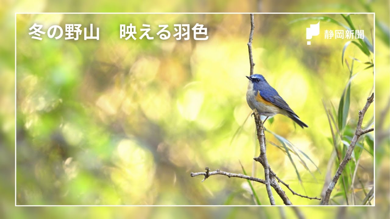 ルリビタキ、ウソ、ベニマシコ…冬の野山　映える羽色