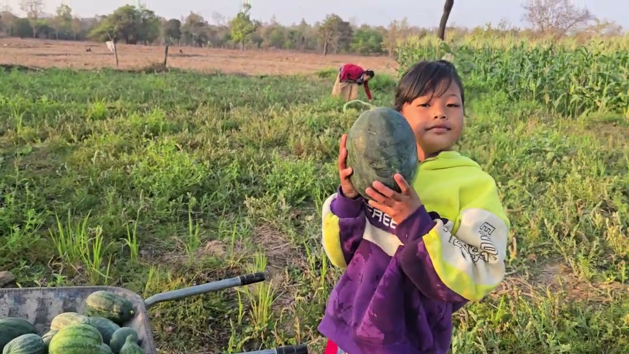 ฝากอุดหนุนแตงโมแน่เด้อพี่น้องเก็บไหม่