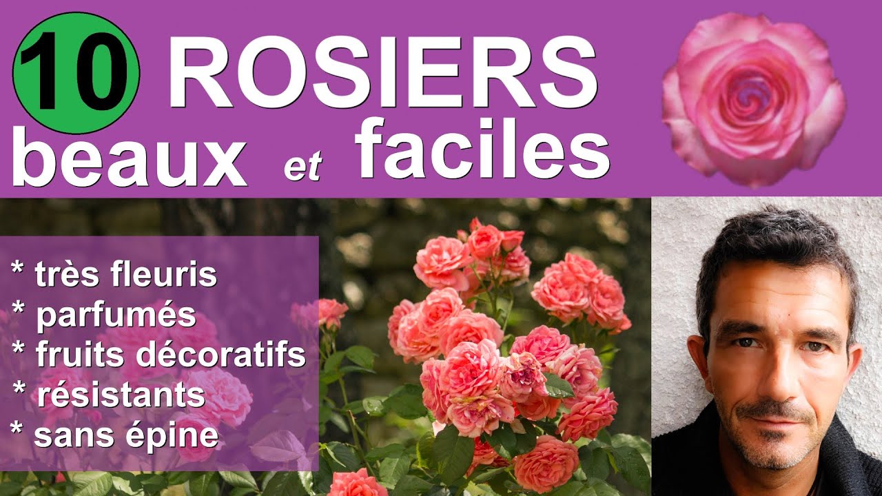 Rosiers pour le jardin : 10 vari&eacute;t&eacute;s faciles et superbes [+ conseils achat, plantation et entretien]