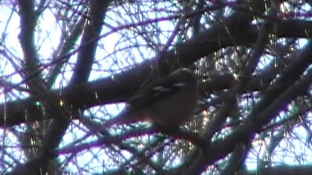 Bogfinke - Chaffinch - Fringilla coelebs