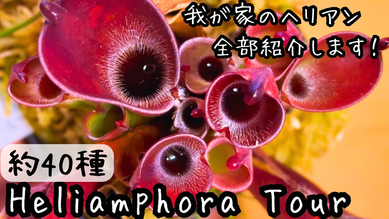 【約40種】我が家で育ててるヘリアンフォラを全てご紹介！食虫植物