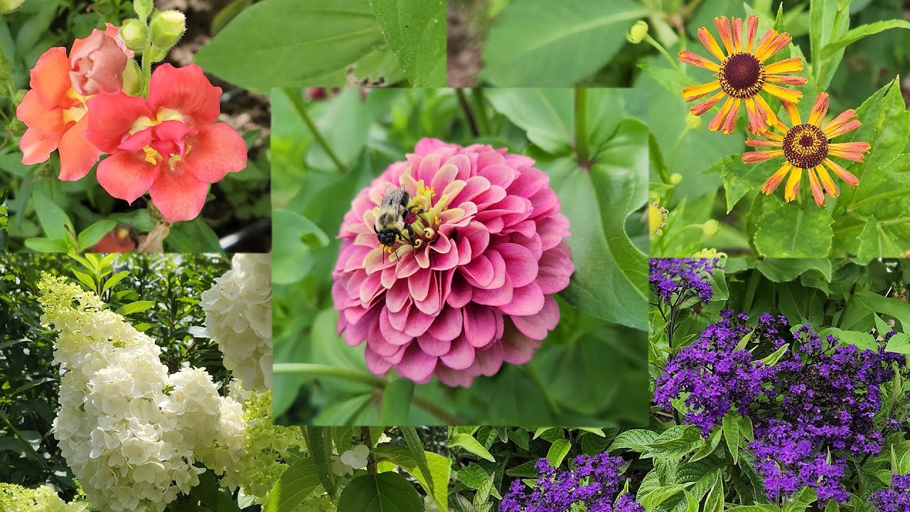 What's Blooming in My Zone 5b Garden (with plant labels!)