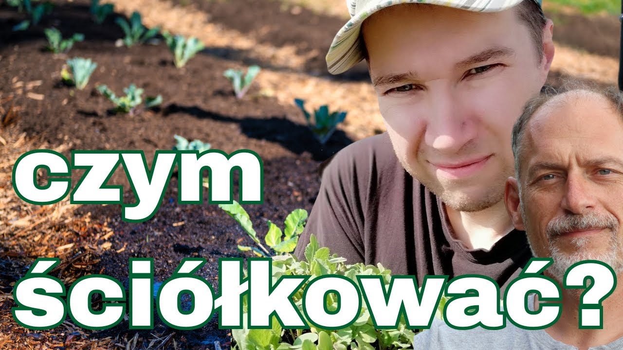 ⭐7 NAJLEPSZYCH ściółek do NATURALNEGO warzywnika 🥕 (wiedza doświadczonego EKSPERTA)