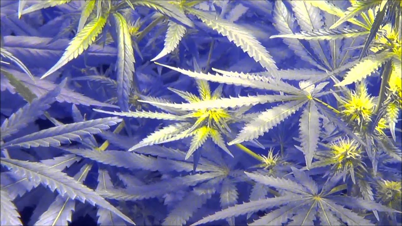 2013 HIGH TIMES CANNABIS CUP Rhyme Addicts & Caviar Gold Girls