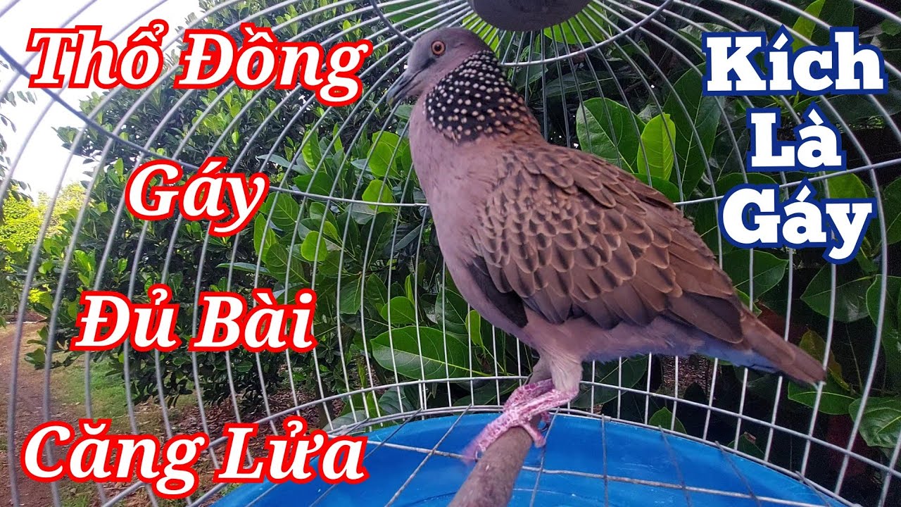 Tiếng cu gáy Thổ Đồng gáy căng lửa đủ bài kích bổi nhanh nổi hiệu quả #cugáykichbổi11