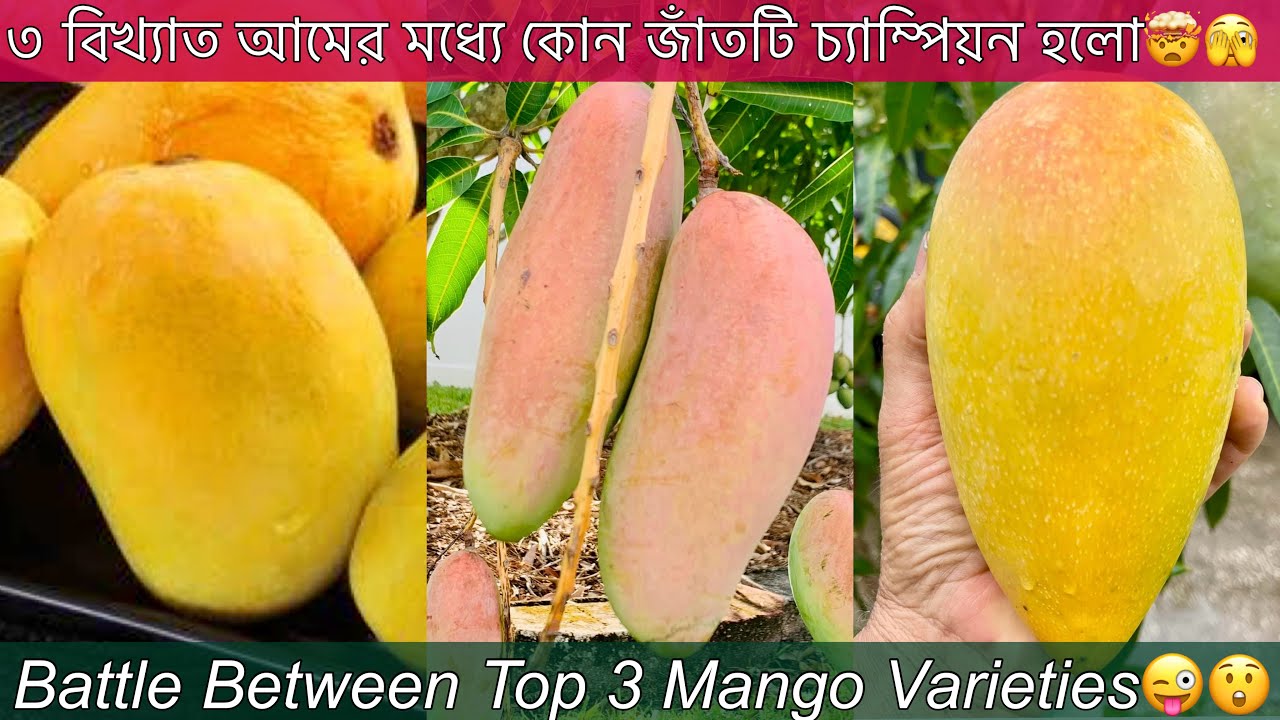 আনোয়ার রাতাউল VS গোল্ডেন কুইন VS ব্যনানা সেরাদের সেরা কোনটা🤯Top Tier Mango Battle