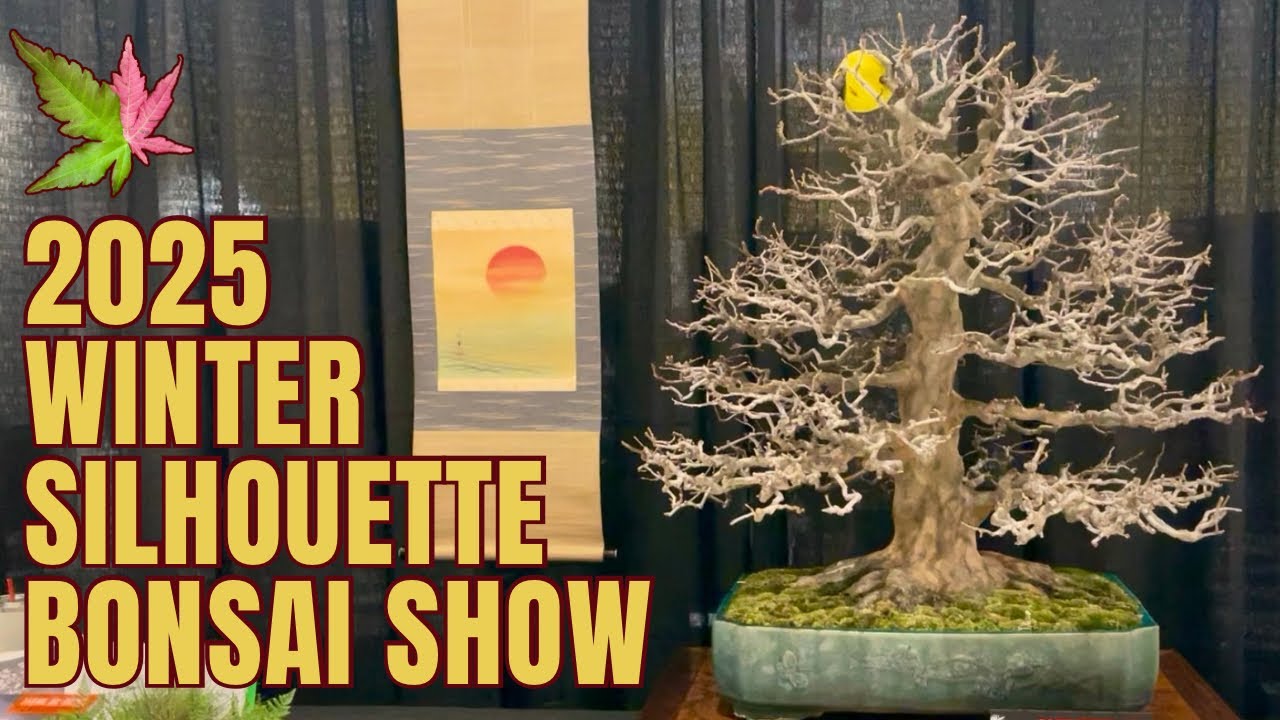 Zimowa Wystawa Bonsai Sylwetkowych 2025 &ndash; Pełna Trasa Drzew (Kannapolis, Karolina P&oacute;łnocna, USA)