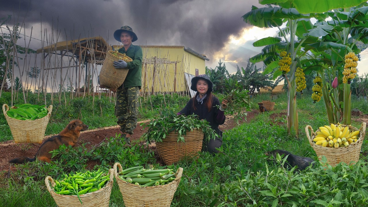 Full video: Harvest Forest Gynura, Bananas, Chili Pepper, Purple Yardlong Beans, Water Spinach...