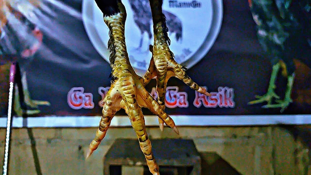 Anak ayam pakhoy Super Brakot umur 3 bulan