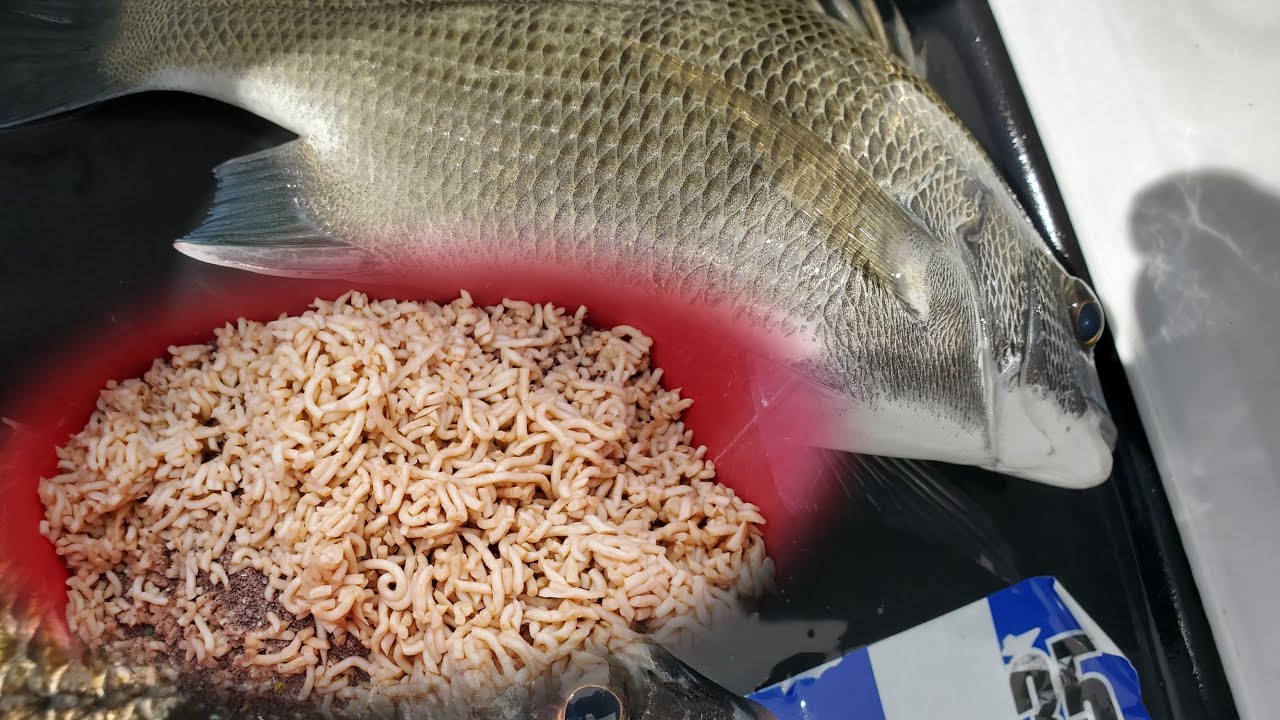 磯釣 | 首次試用烏冬麵替代南極蝦做誘餌，效果不錯，還中了鱲魚