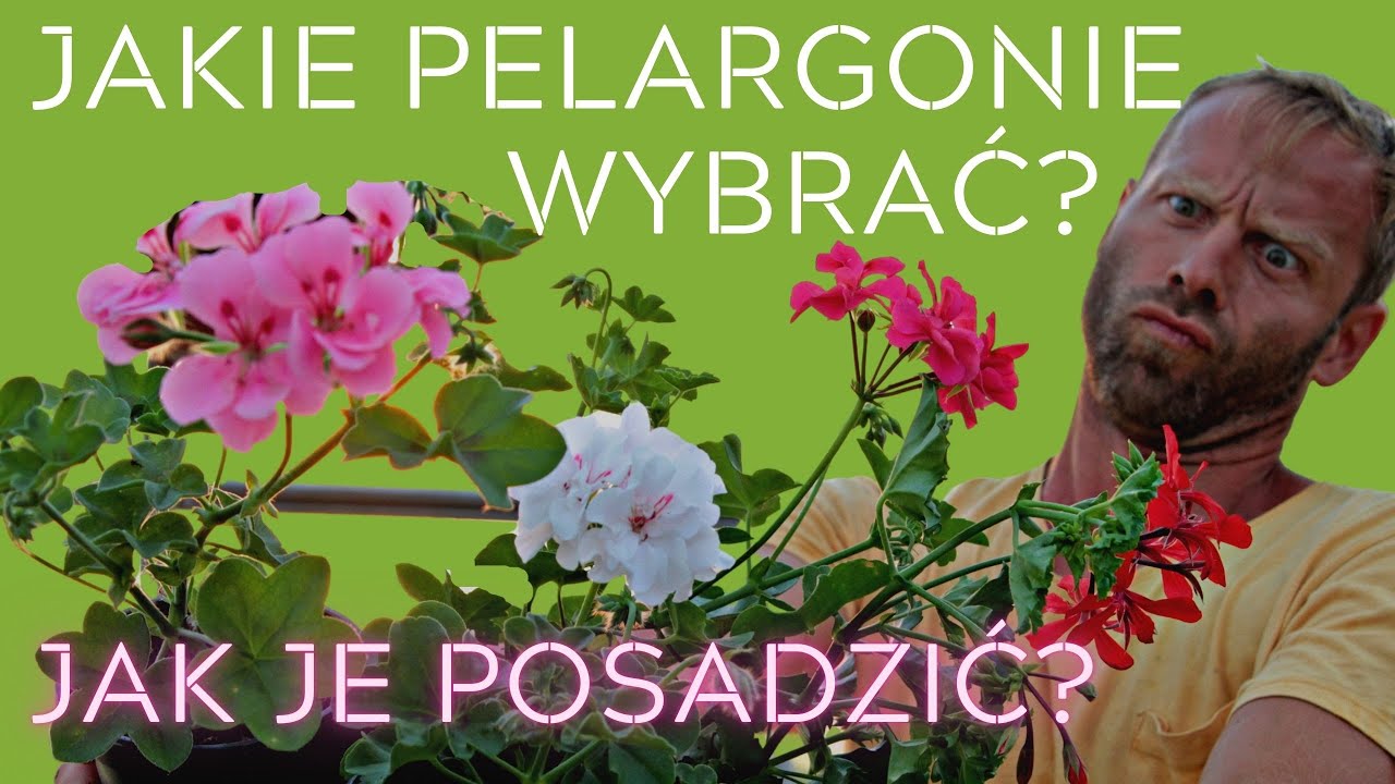 PELARGONIE NA BALKON? 🌺 Jakie wybrać i jak je posadzić?