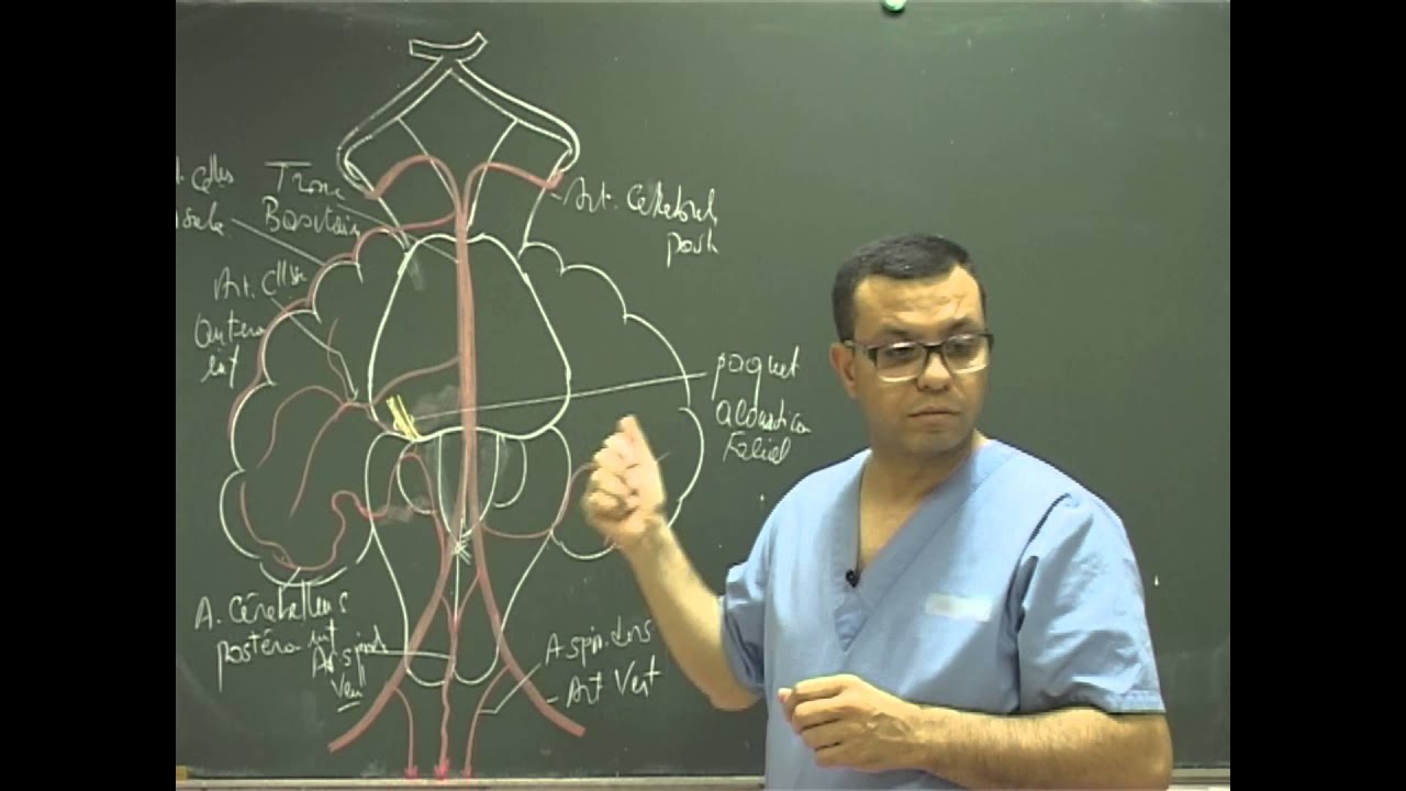 Vascularisation artérielle du tronc cerebral
