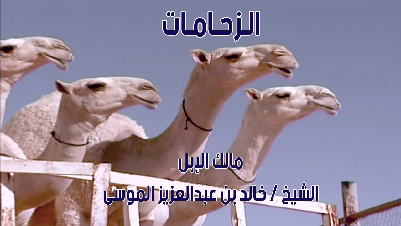 منقية الزحامات | مالك الإبل الشيخ / خالد بن عبدالعزيز الموسى  ( 2011 م )