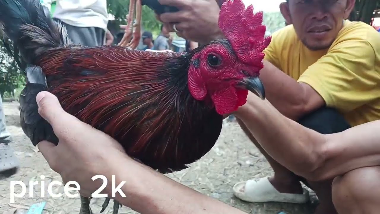 Episode 1 presyo ng manok sa mantalongon barili cebu tuning huebes