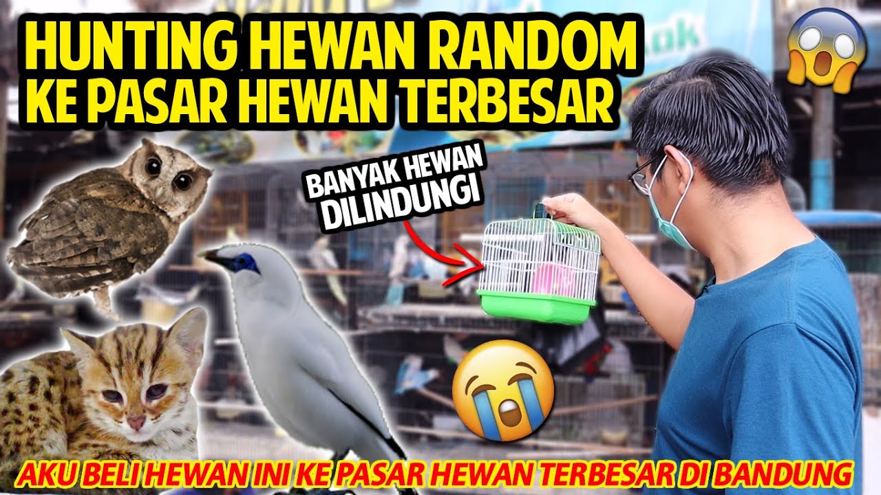 HUNTING HEWAN RANDOM KE PASAR HEWAN TERBESAR DI BANDUNG! BANYAK HEWAN LANGKA DILINDUNGI!