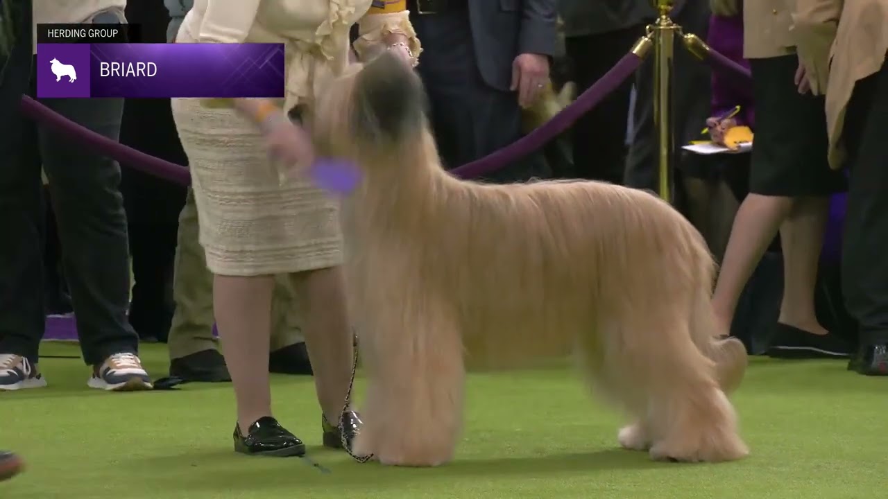 Briards | Breed Judging 2025