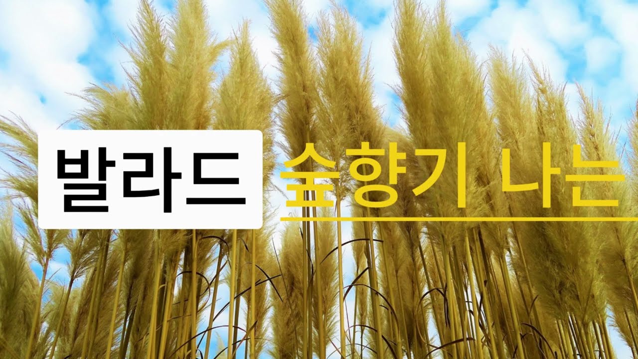 숲 향기 나는 발라드