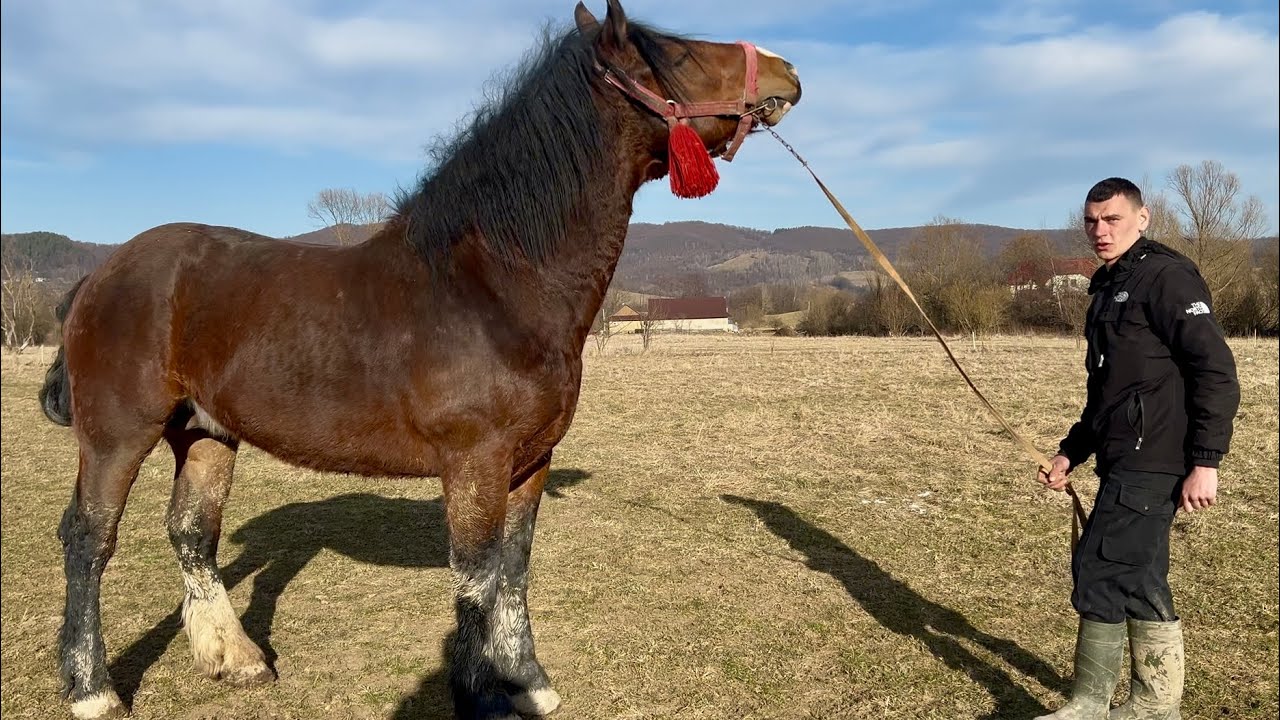 НОВИНКА 🔥ЖЕРЕБЕЦЬ БЕРКУТ