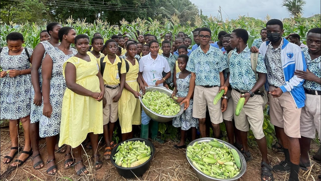 How A Secondary School In Ghana Is Feeding Over 2,000 Student Population From 1 Acre Of Farmland