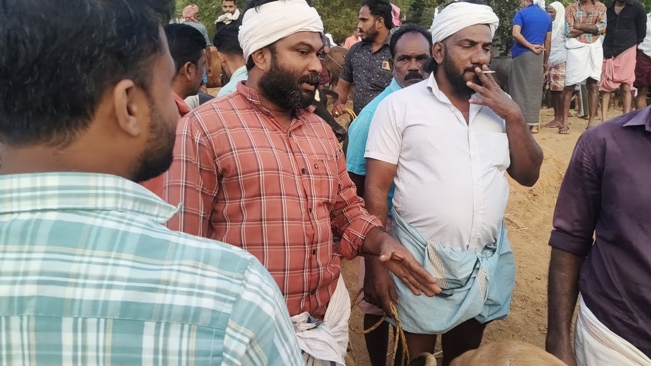 08/01/26 വാണിയംകുളം നാടൻ കന്നുകാലി ചന്ത എല്ലാ വ്യാഴാഴ്ചയും ഇന്ന് ചന്തയിൽ നല്ല വിലയായിരുന്നു 