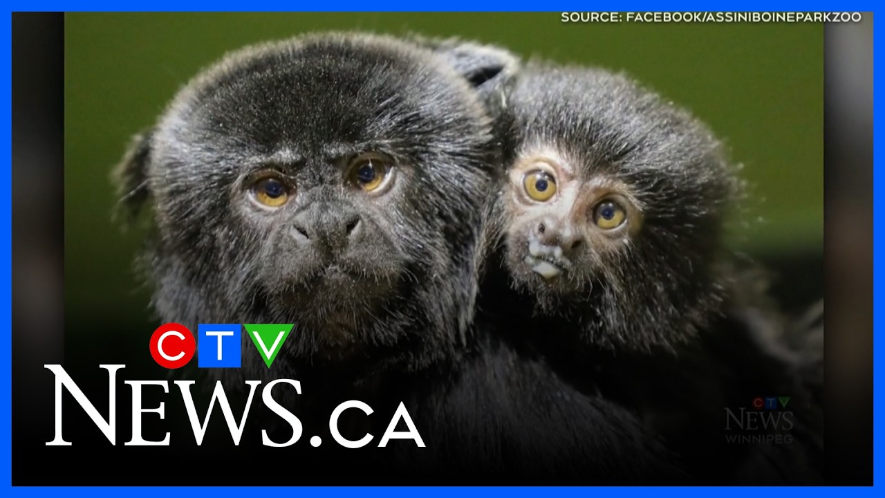 New baby monkey at Assiniboine Park Zoo