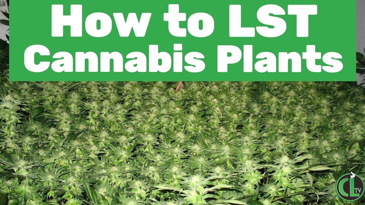 How to Low Stress Train Cannabis Plants (LST Tutorial)