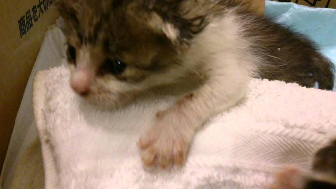 「ミルクをたくさん飲む子猫たち」生まれたばかりの子猫　8日目