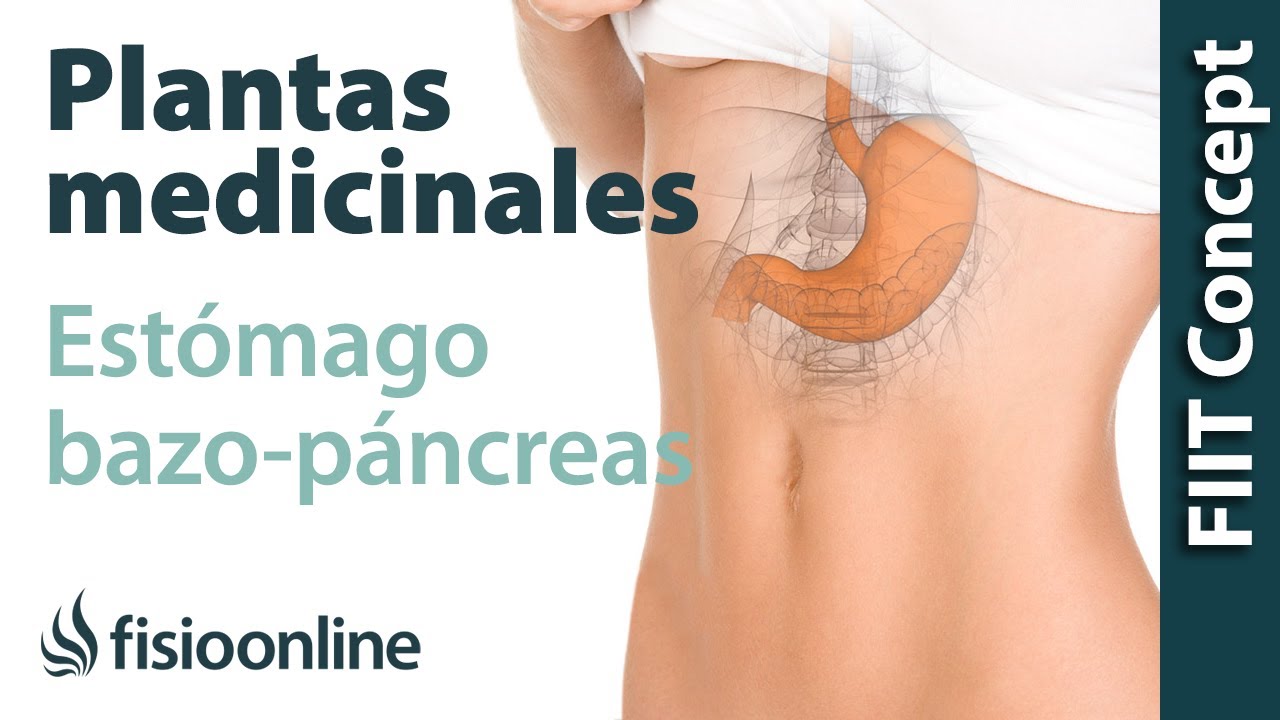 Todas las plantas medicinales para estómago y bazo-páncreas