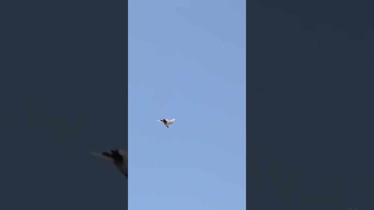 #indianpigeon