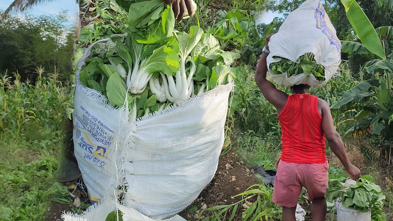 reaping pok Choy after the rain for the market