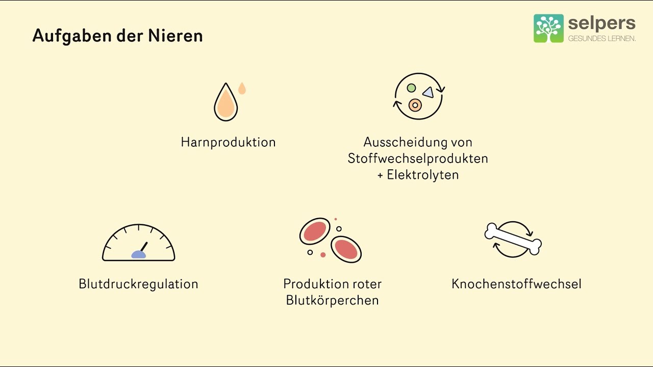Dialyse einfach erkl&auml;rt &ndash; Expertin informiert