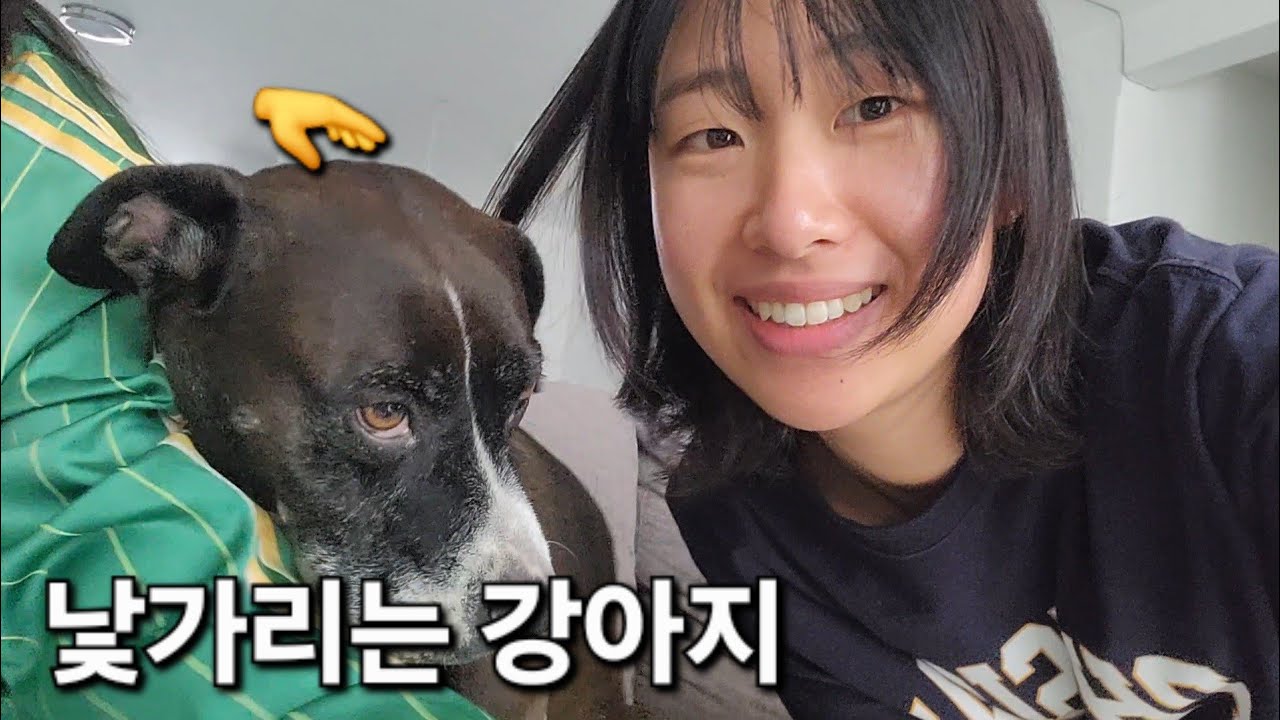 강아지를 만났어요! 공부하고 장 보는 하루|Perritos, estudio y compras|Un día normal en México