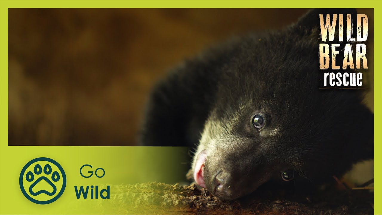 Velcro Bears | Wild Bear Rescue S3E03 | Go Wild