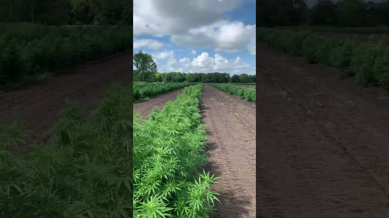 大麻weed420《206》