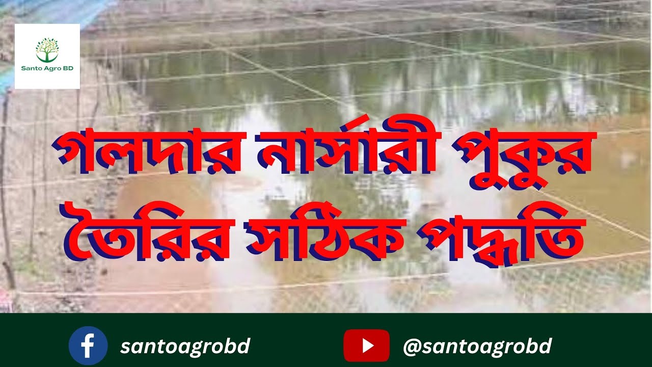 আধুনিক পদ্ধতিতে গলদা চিংড়ি চাষের জন্য নার্সারী পুকুর তৈরির সঠিক পদ্ধতি । Bangladesh Fish Farming