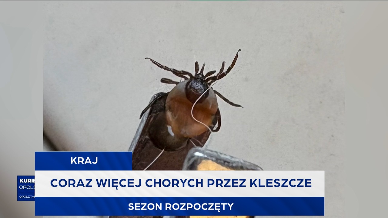Coraz więcej chorych przez kleszcze. Sezon rozpoczęty