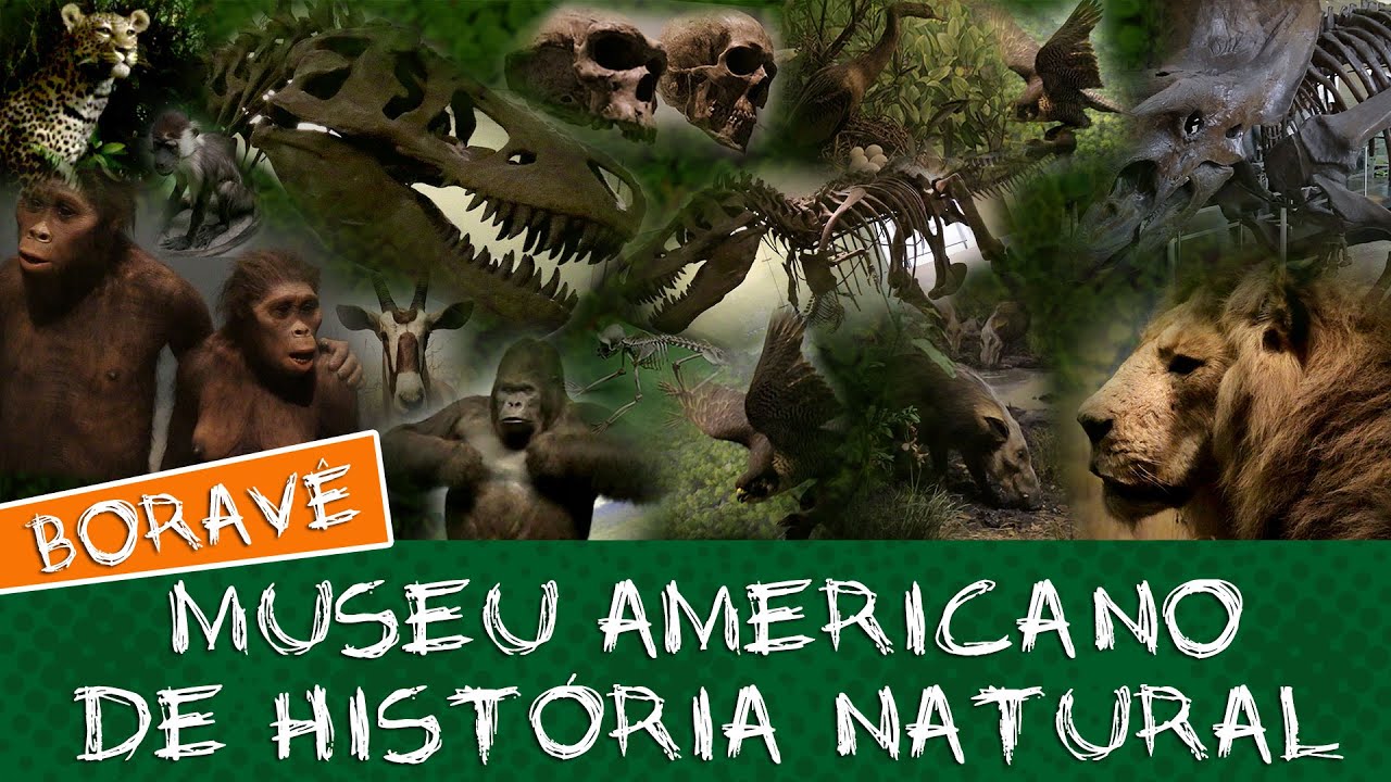 Fóssil de tiranossauro no Museu Americano de História Natural #Boravê 🔵Manual do Mundo