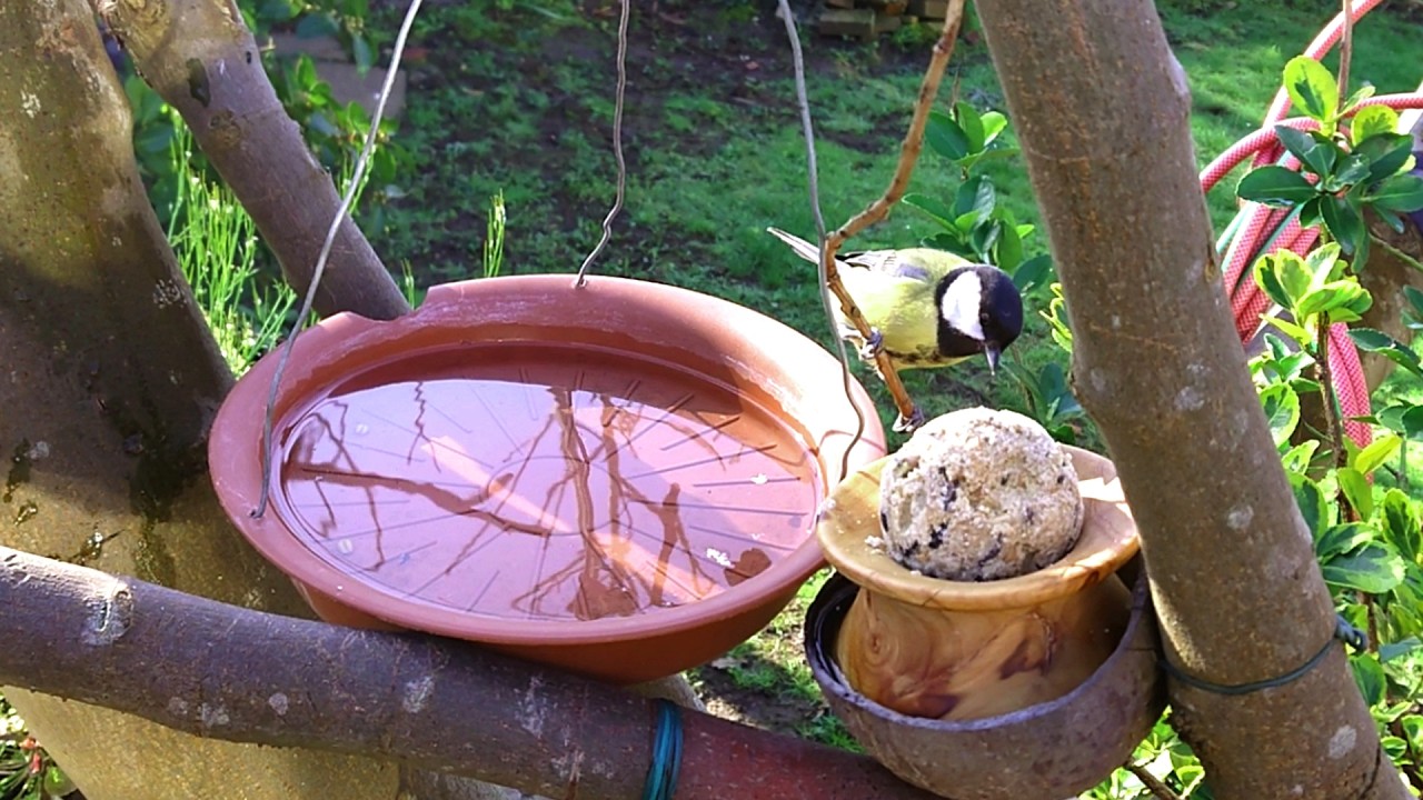 Bird Bath - GREAT TITS & BLUE TITS Love FAT BALLS!