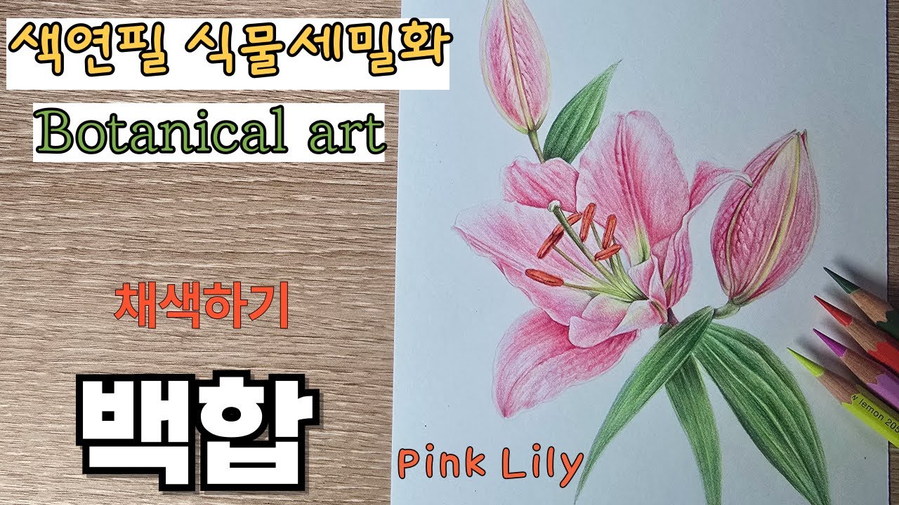 초보자를 위한 색연필로 그리는 백합(채색하기) / Drawing lilies with colored pencils for beginners (coloring)