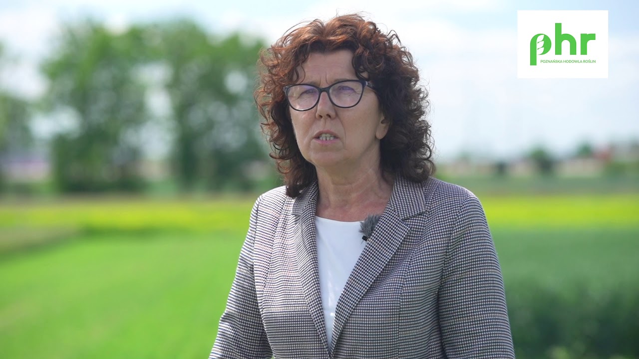 Dni Pola Nagradowice 2020 cz.13 - facelia błękitna
