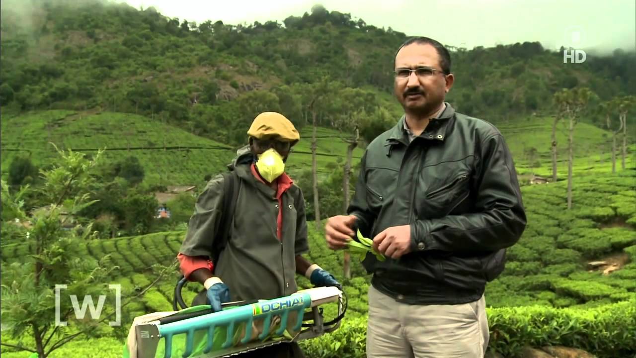 Tee-Ernte in Indien - W wie Wissen