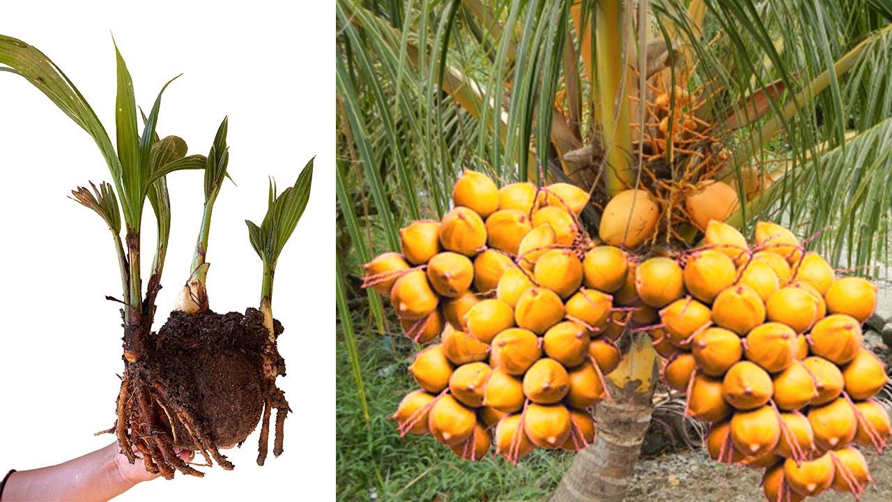 Unique Skill Planting : Discover How Coconut Trees Grow Faster with Grafting