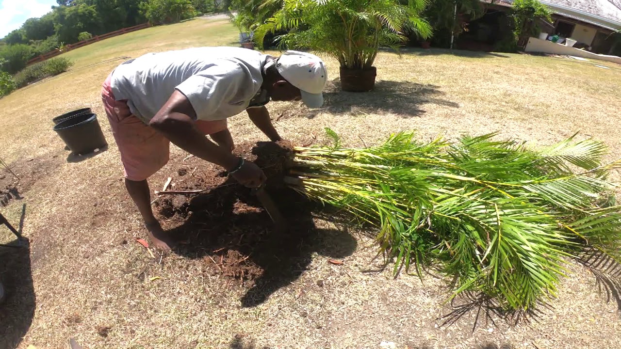 How to SPLIT/Separate an Areca Palm into 2 (Caribbean Style, 2020)
