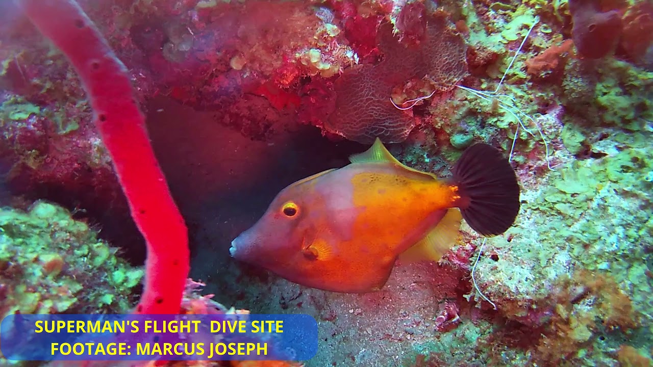 SUPERMAN'S FLIGHT DIVE SITE, SAINT LUCIA 360
