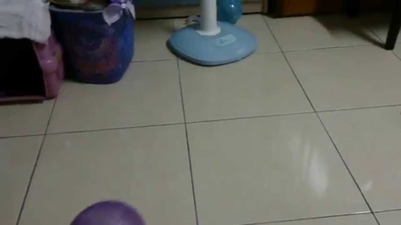 鼠球運動會～第二回合開跑囉^^